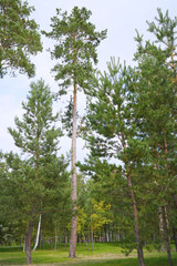 A tall pine tree in a pine forest