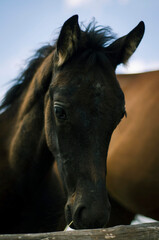 brown stallion on a horse farm, looking sad, horse behind a hedge, portrait of animals, taking care of animals, horse in a flock