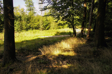 Obraz premium Im Wald