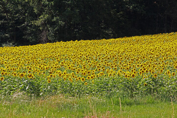 Obraz premium Sonnenblumenfeld