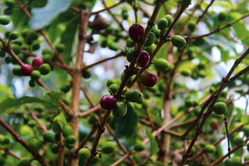 La planta del café, el café es la bebida número uno en México y latinoamerica, se observan los frutos de color verde y rojo, los rojos son los que se cosechan para proceder a los otros tratamientos. 