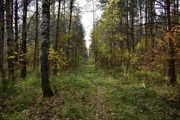 Fototapeta premium autumn in the forest