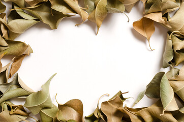 Autumn composition, consists of dry leaves on a white background. Colorful leaves. Place for lext, top view.