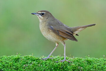 Lovely brown brid walking on fresh green moss grass with water drops, female Siberian rubythroat