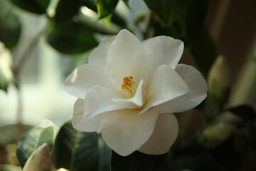camellia japonica 'hagoromo'