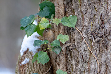 American nuthatch on a tree trunk during the cold season