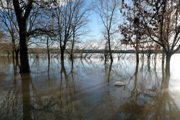 Hochwasser am Rhein bei Bendorf mit Überflutung von Parkanlage mit Bäumen im Wasser und Schwan - Stockfoto