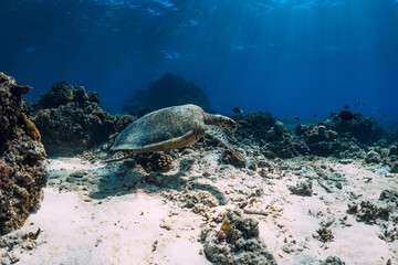 Fototapeta premium Green sea turtle in ocean. Turtle underwater
