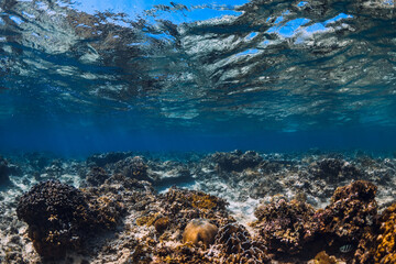 Tropical transparent blue ocean with corals in underwater