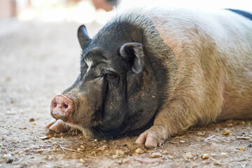 Close up of a two-color, tubby, dirty and old pig relaxing on a farm