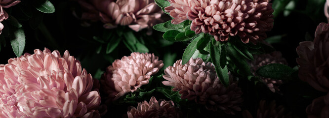 Botanical floral dark moody banner or background with pink asters flowers bouquet, closeup, copy...