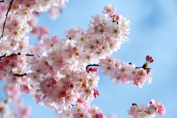 Fototapeta na wymiar Beautiful pink blossom in spring (closeup)