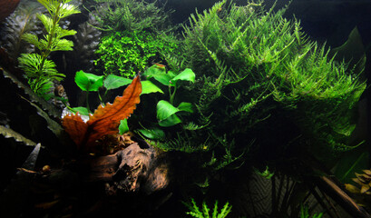 Beautiful aquatic decor in an aquarium, with aquatic plants and moss. This is aquascaping	