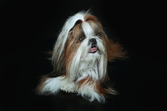 shih tzu dog isolated on black 