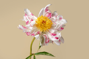 Funny white-pink peony flower of irregular shape isolated on a beige background.