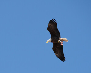 Bald eagle with fish and bald eagle on branch