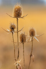 Fototapeta na wymiar Dry thistle. Dry thistle in a field in the autumn season in a meadow 