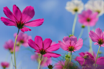 Obraz premium Cosmos colorful flower in the beautiful garden