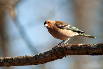 chaffinch on tree branch posing