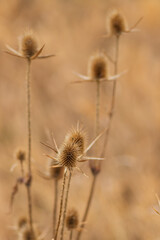 Obraz premium Dry thistle. Dry thistle in a field in the autumn season in a meadow 