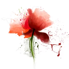 Foto op Plexiglas Amazingly beautiful red poppy close-up on a white background. The author's idea with splashes of paint and the effect of blurring, soft focus. Gentle airy light artistic image of nature © pacrovka