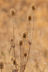 Obraz na płótnie Canvas Dry thistle. Dry thistle in a field in the autumn season in a meadow 