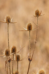 Obraz premium Dry thistle. Dry thistle in a field in the autumn season in a meadow 