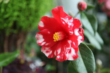 camellia japonica 'fire dance var'