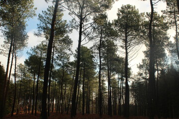 Obraz premium Forêt de conifères