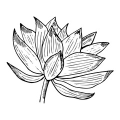Lotus Flower. Isolated on white background. Abstract minimal vector illustration. Can be used for greeting cards, flyers, invitations, web design, etc