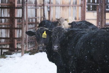Black angus calves in winter snow, herd of young beef cattle during cold season.