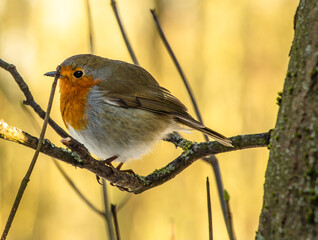 Obraz premium robin on a branch