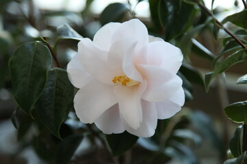 Obraz na płótnie Canvas camellia japonica 'hagoromo'