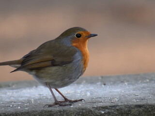 Red Robin on a step in the park