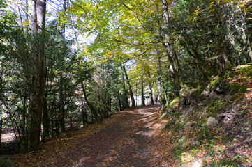 Autumn view of the Ordesa Y Monte Perdido national park with paths and very colorful trees, in the Aragonese Pyrenees, located in Huesca, Spain