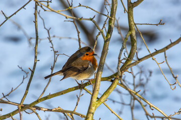 robin in snow