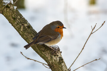 Fototapeta premium robin in snow