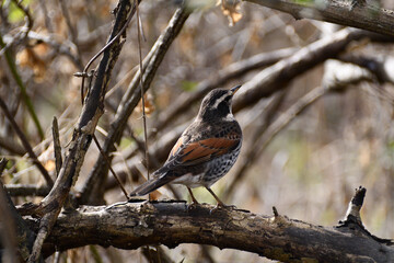 枝にとまっているツグミ