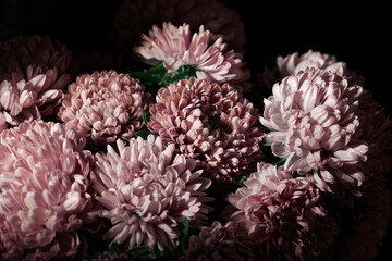 Botanical floral dark moody banner or background with pink asters flowers bouquet, closeup, copy space, greenhouse and indoor garden concept, dark moody blooming design