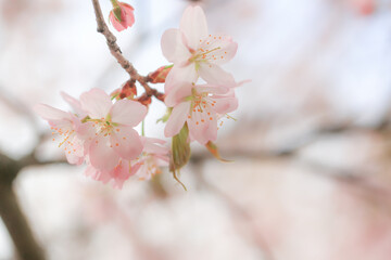 Soft spring background, blur. Blossoming branches of cherry sakura. Copy space.
