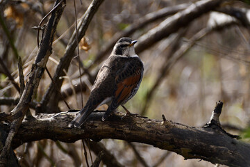 枝にとまっているツグミ