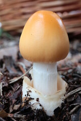AMANITA SUBNUDIPES