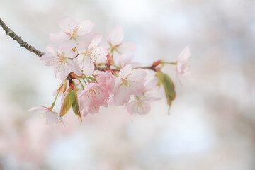 Soft spring background, blur. Blossoming branches of cherry sakura. Copy space.
