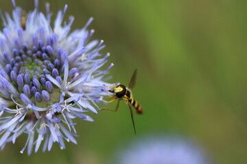 Syrphe sur une petite fleur bleue	