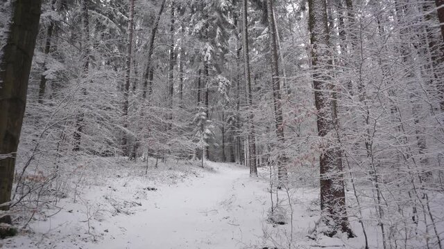 winter forest in the snow