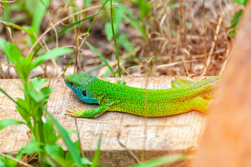A green lizard is resting in the grass
