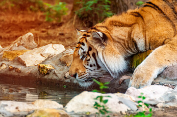 A tiger is drinking from a like
