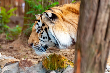 Portrait of a tiger