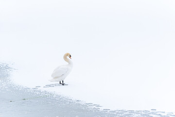 Beautiful swan standing on frozen lake