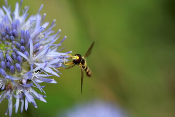 Syrphe sur une petite fleur bleue	